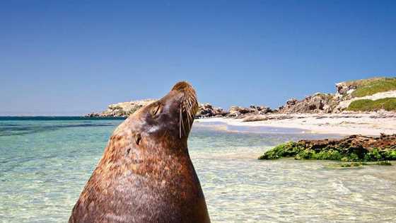 Penguin Island day trip: feeding penguins wild dolphins swims glass bottom boat tours