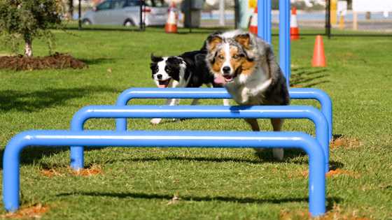 New dog agility park opens in Perth