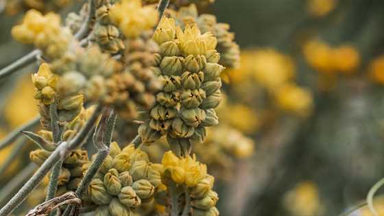 Celebrate spring with special guided walks showcasing Kings Park's most breathtaking flora