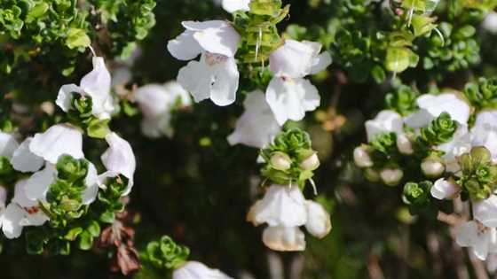 Six spots to make the most of was wildflower season